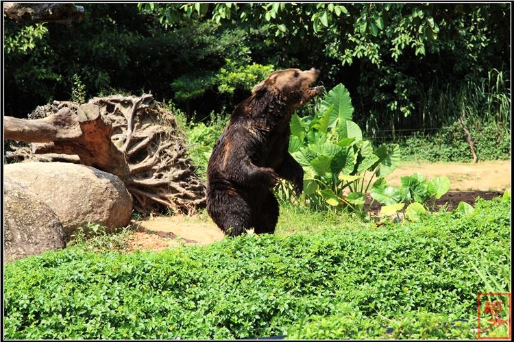 野生動物園