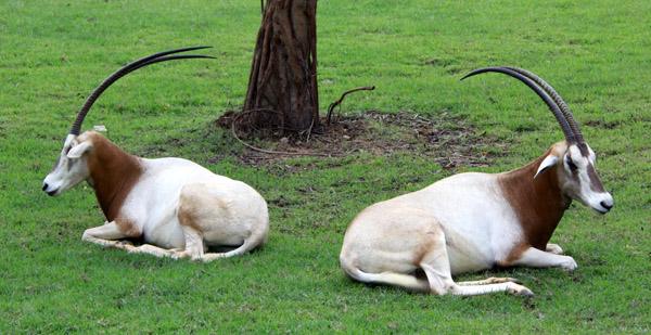 野生動物園